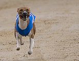 Basenji KSM Muenster 2014 (1017)